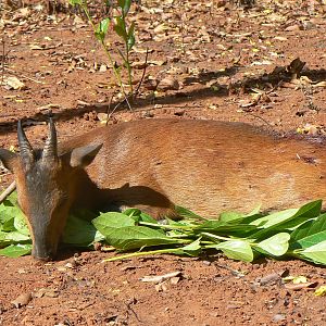 Big red flanked duiker hunted in CAR