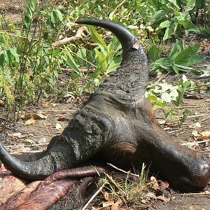 Caped Buffalo bull from Central African Republic