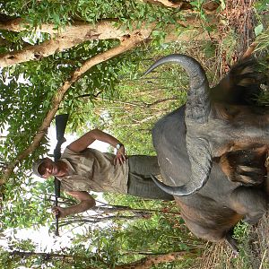 Buffalo bull from Central African Republic