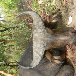 Buffalo bull from Central African Republic