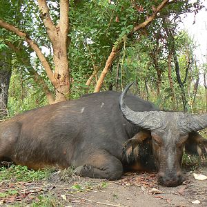 Buffalo bull from Central African Republic