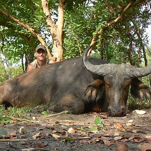 Buffalo bull from Central African Republic