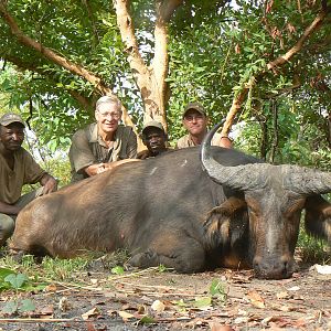 Buffalo bull from Central African Republic