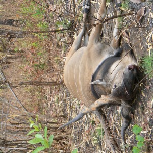 Big Eland bull from CAR, big neck, black hairs a truly great trophy