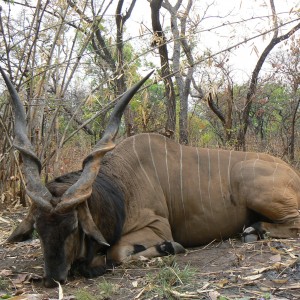 Big Eland bull from CAR, big neck, black hairs a truly great trophy