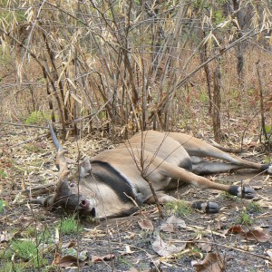 Big Eland bull from CAR, big neck, black hairs a truly great trophy