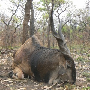 Big Eland bull from CAR, big neck, black hairs a truly great trophy