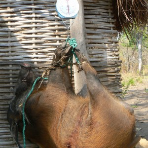 Huge 102 kg red river hog taken in CAR