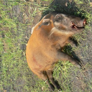 Huge 102 kg red river hog taken in CAR