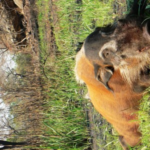 Huge 102 kg red river hog taken in CAR