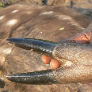 Western Sitatunga hooves