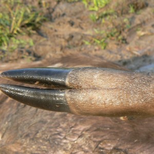 Western Sitatunga hooves