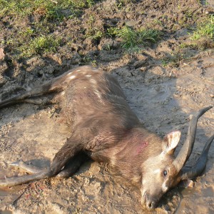 Western Sitatunga shot in CAR