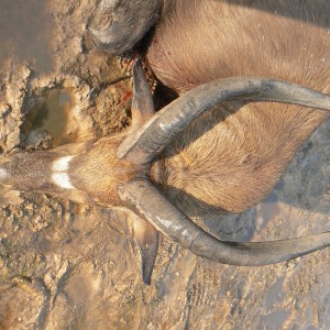 Western Sitatunga shot in CAR