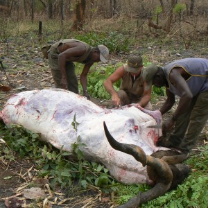 Skinning Derby eland CAR