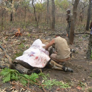 Skinning Derby eland CAR