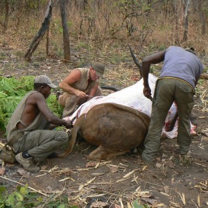 Skinning Derby eland CAR