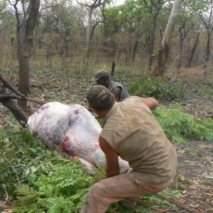 Skinning Derby eland CAR