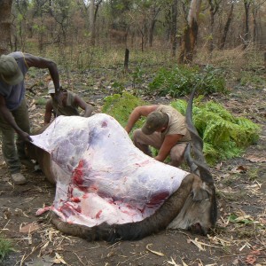 Skinning Derby eland CAR