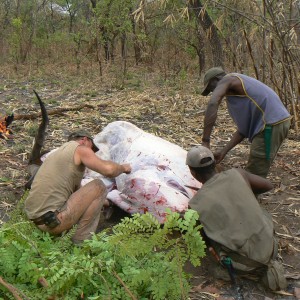 Skinning Derby eland CAR