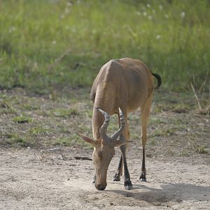 Lelwel Hartebeest in Central African Republic