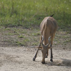 Lelwel Hartebeest in Central African Republic