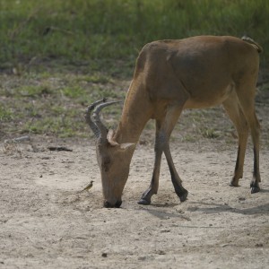 Lelwel Hartebeest in Central African Republic