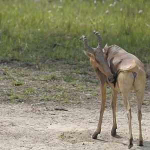 Lelwel Hartebeest in Central African Republic