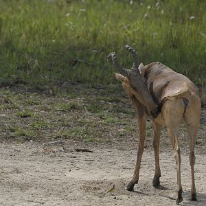 Lelwel Hartebeest in Central African Republic