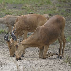 Lelwel Hartebeest in Central African Republic