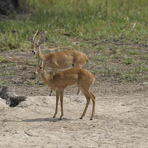 Oribi in Central African Republic