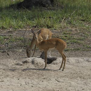 Oribi in Central African Republic