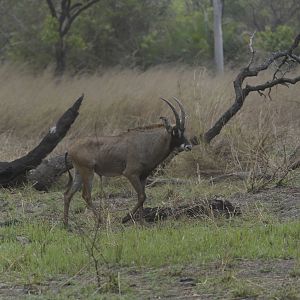 Roan Antelope in Central African Republic