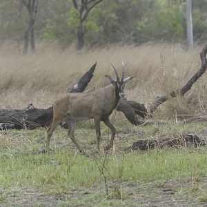 Roan Antelope in Central African Republic