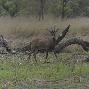 Roan Antelope in Central African Republic