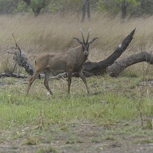 Roan Antelope in Central African Republic