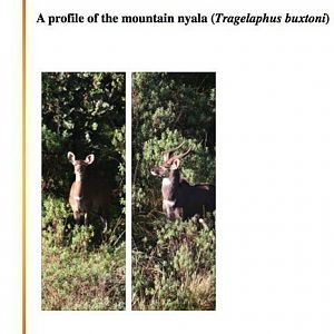 A Profile of The Mountain Nyala (Tragelaphus buxtoni)