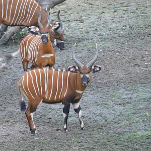 Bongo in Central African Republic