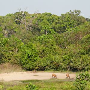 Bongo in Central African Republic