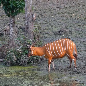 Bongo in Central African Republic