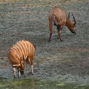 Bongo in Central African Republic