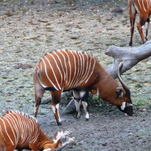 Bongo in Central African Republic