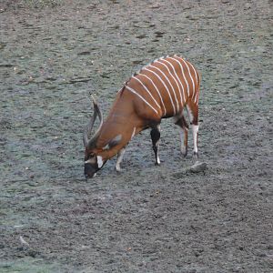 Bongo in Central African Republic