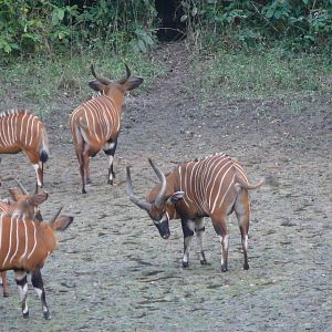 Bongo in Central African Republic