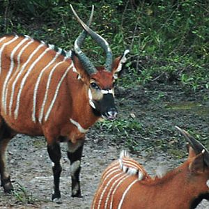 Bongo Central Africa