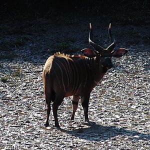 Bongo Central Africa