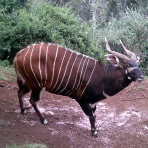 Mountain Bongo Kenya