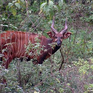 Mountain Bongo Kenya