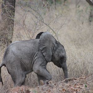 Baby Elephant