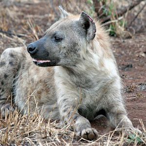 Spotted Hyena